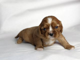 Very Young Cavalier King Charles Spaniel Puppy
