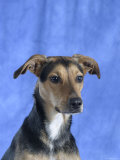 Mixed Breed Dog
