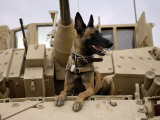 US Air Force Military Working Dog Sits on a US Army M2A3 Bradley Fighting Vehicle