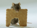 Domestic Mouse Eating Biscuit
