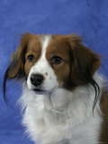 Small Dutch Waterfowl Dog