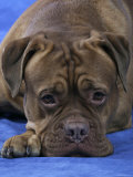 Head of Bordeaux Dog
