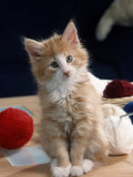 Norwegian Forest Kitten