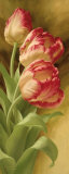 Spring's Parrot Tulip I