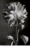 Dahlia