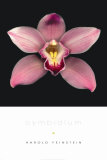 Cymbidium
