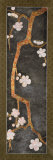 Cherry Blossom Branch II