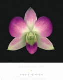 Dendrobium
