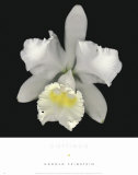 Cattleya