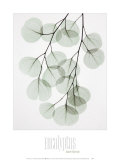 Eucalyptus
