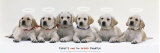 Every Family