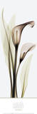 Calla Lily