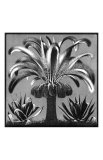 Palm  c1933