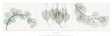 Evergreen Triptych