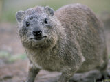Close-Up of a Rock Hyrax (Heterohyrax Brucei)  Kenya  East Africa  Africa