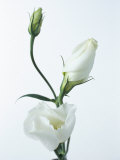 Close-Up of Eustoma Russellanium  Kyoto Pure White  Flower and Buds on a White Background