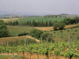 Vines and Vineyards on Rolling Countryside in the Heart of the Chianti District North of Siena