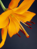 Close-Up of Orange Lilium Brunello Flower  Against a Blue Background