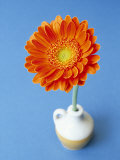 Orange Gerbera Flower Against a Blue Background