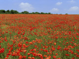 Field of Wild Poppies  Wiltshire  England  United Kingdom