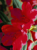 Close-Up of Two Red Rhododendron Flowers  Gros Claude  Windsor Great Park  Berkshire  England