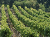 Rows of Vines  Provence  France