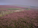 Moors Near Grinton  Yorkshire  England  United Kingdom