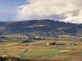 Vineyards Near Beaujeu  Beaujolais-Rhone Wine Area  Rhone Alpes  France