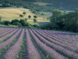 Lavender Field Near Ferrassieres  Drome  Rhone Alpes  France