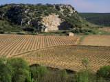 Vineyards Near Pezenas  Herault  Languedoc-Roussillon  France
