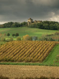 Vineyards Near Lons Le Saunier  Jura  Rhone Alpes  France