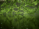 Beech Leaves Over Lake  Waggoners Wells  Grayshot  Surrey  England  United Kingdom