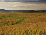 Vineyards Near Lentigne  Beaujolais-Rhone  Rhone Alpes  France
