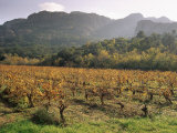 Vineyards Near Roquebrun Sur Argens  Var  Provence  France