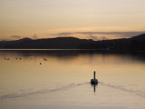 Swan Swimming at Sunset on Coniston Water in Autumn  Coniston  Lake District National Park  England