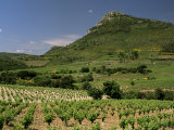 Vineyards Near Pezenas  Herault  Languedoc-Roussillon  France