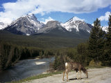 Mule Deer  Bow Valley Parkway by the Bow River  Near Lake Louise  Unesco World Heritage Site