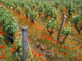 Vineyards Near Sauterne  Gironde  Aquitaine  France