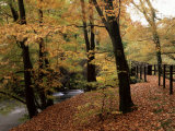 Breezy Autumn Day by the River Brathay Footbridge  Skelwith Bridge  Cumbria  England