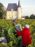 Grape Harvesting  Chateau Pichon Longueville  Pauillac  Medoc  Aquitaine  France