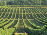 Vineyard Near Monbazillac  Dordogne  Aquitaine  France