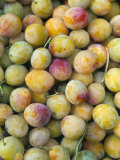 Mirabelle Plum Harvest  Hattonville Region  Meuse  Lorraine  France
