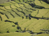 Terraced Rice Fields  Paro  Bhutan