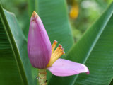 Close-Up of the Flower of a Banana Plant  Island of Martinique  French Lesser Antilles  West Indies