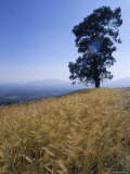 Barley Field on the Slopes of Entoto  Shoa Province  Ethiopia  Africa