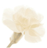 Carnation II