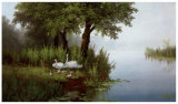 Swans at the Pound I