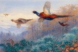 Pheasants in Flight