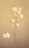 Lunaria Study I