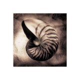 Nautilus